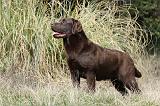 LABRADOR 731